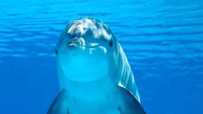 dolphin-watching-gran-canaria-5