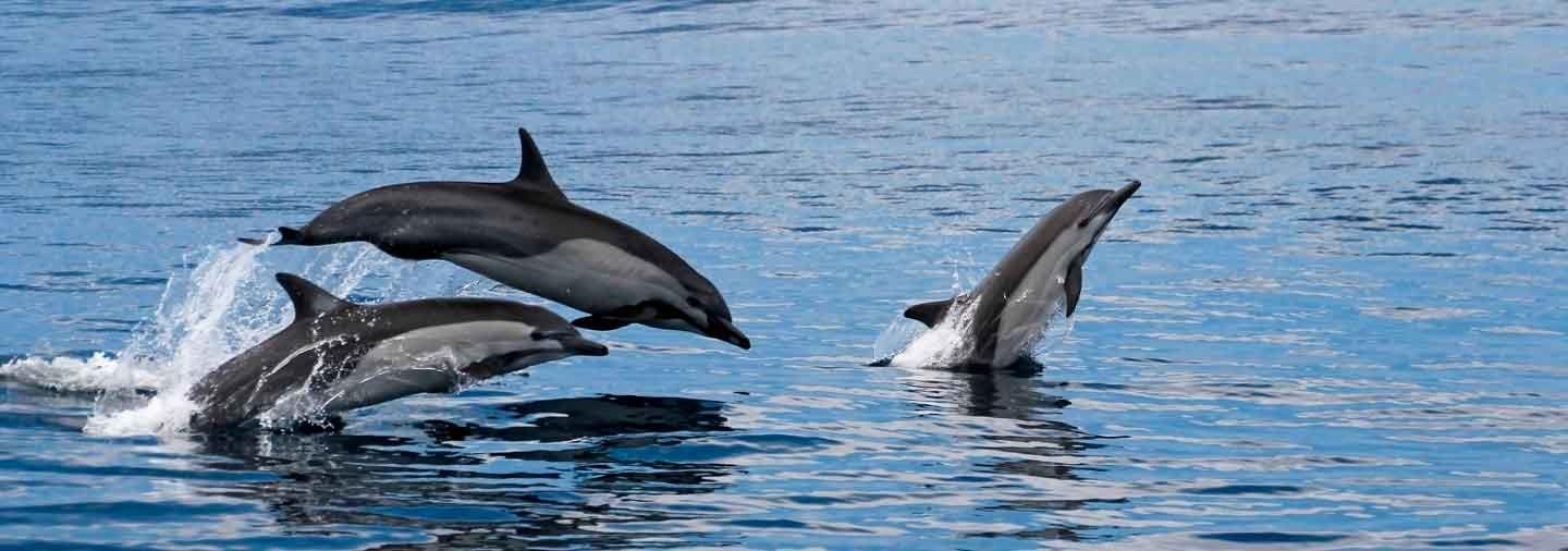Avistamiento de Delfines en Gran Canaria