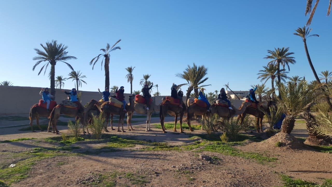 Experiencia-en-Camello-Marrakech-por-el-Palmeral-1