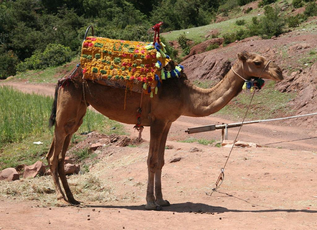 Experiencia-en-Camello-Marrakech-por-el-Palmeral-3