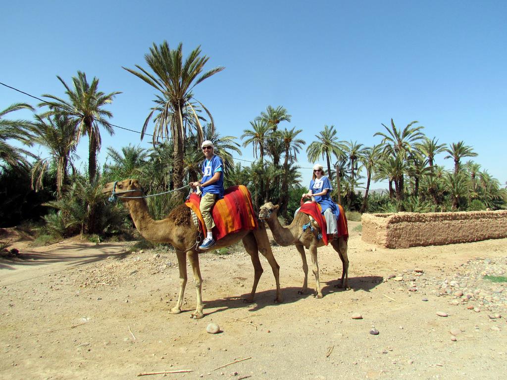 Experiencia-en-Camello-Marrakech-por-el-Palmeral-8