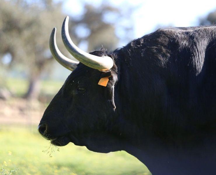 Tour-en-4x4-en-la-ganaderia-de-Juan-Pedro-Domecq-1