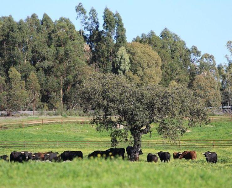 Tour-en-4x4-en-la-ganaderia-de-Juan-Pedro-Domecq-3