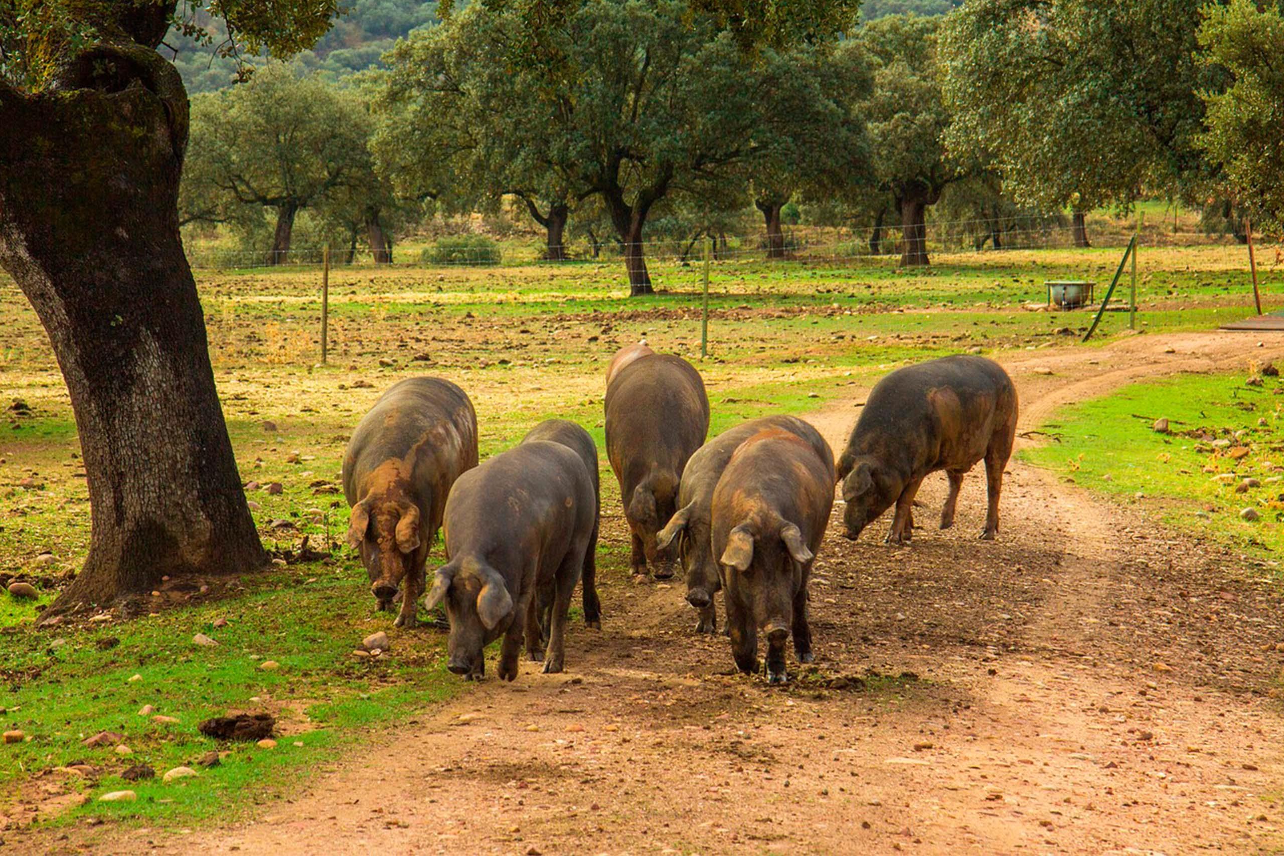 From-Seville:-Dehsesa-pig-farm-and-iberian-ham-6