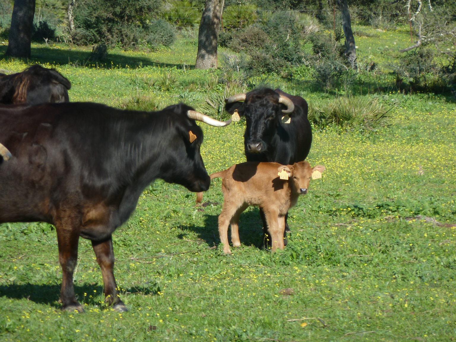 Visita-a-Ganaderia-de-Toros-Bravos-1