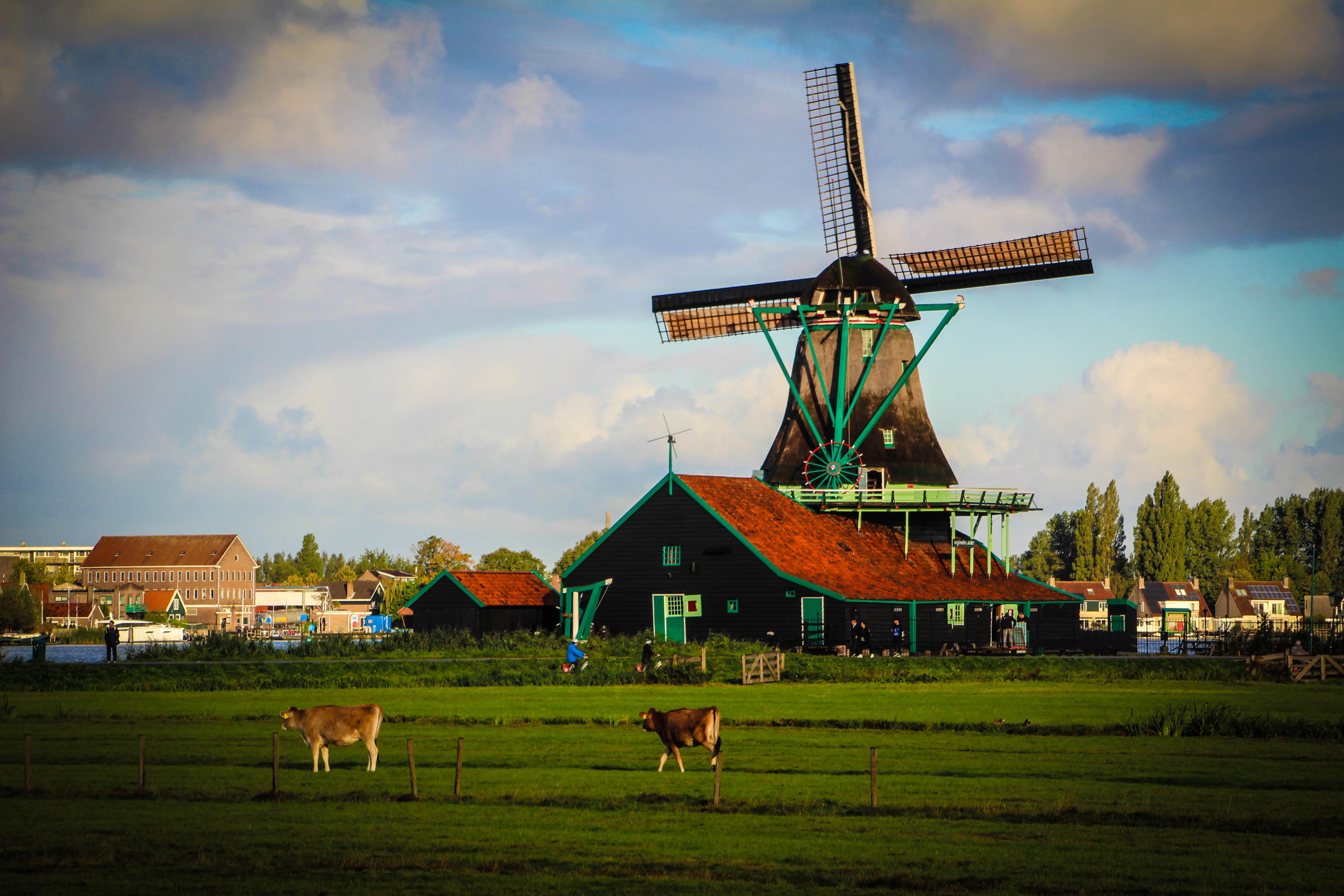 Tour-Dutch-countryside-with-Amsterdam-canal-cruise-14