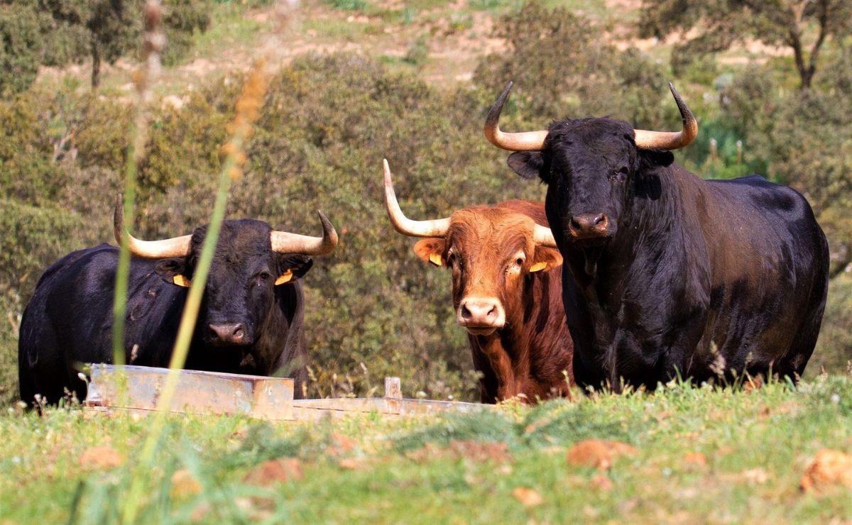 Bullfighting tourism in the Manuel Blazquez ranch