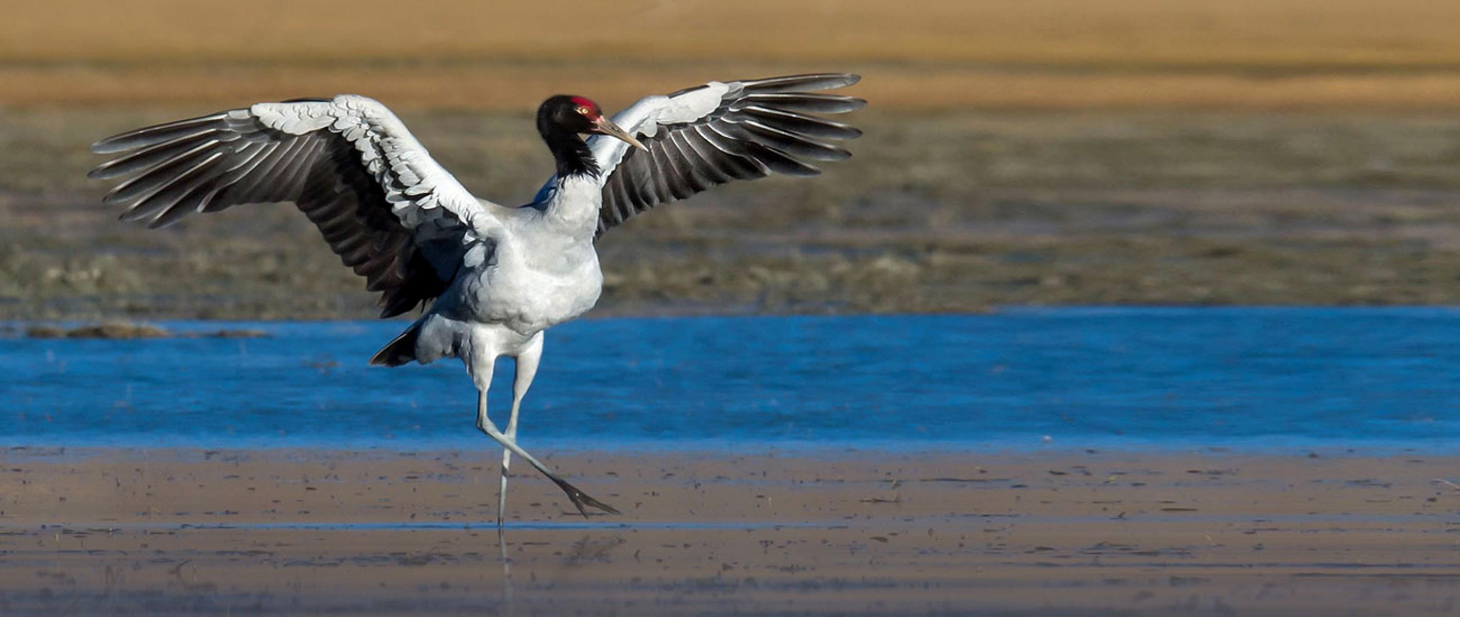 Black-necked-Crane-Festival-in-Bhutan-5