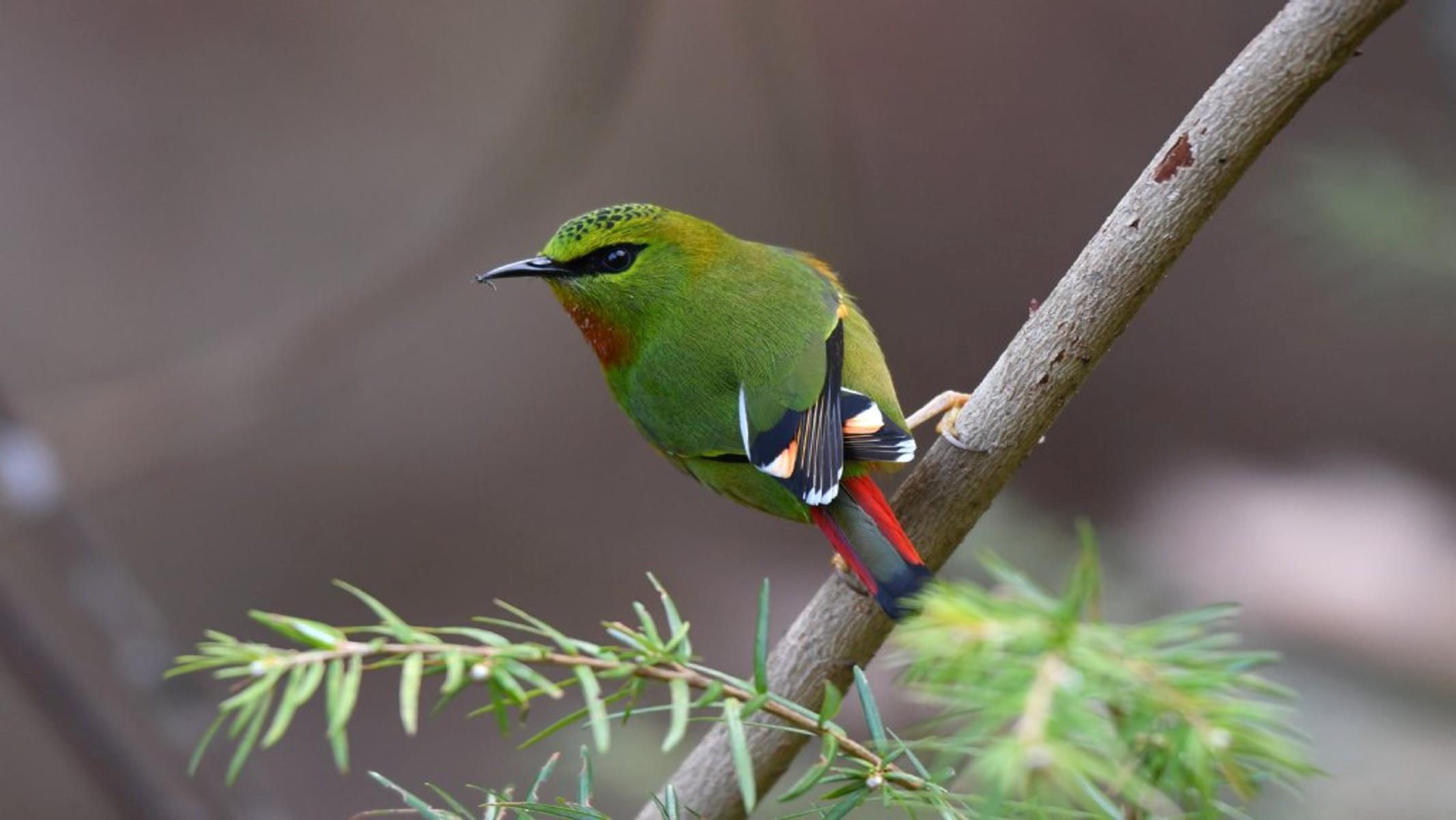 Bird-Watching-Tour-in-Bhutan-2