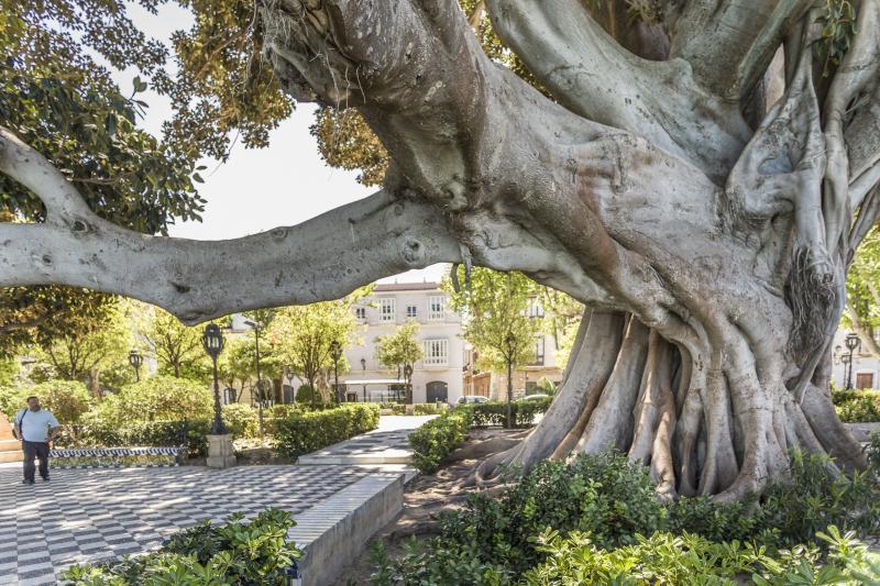 Free-Walking-Tour-La-Pepa-of-Cadiz-8