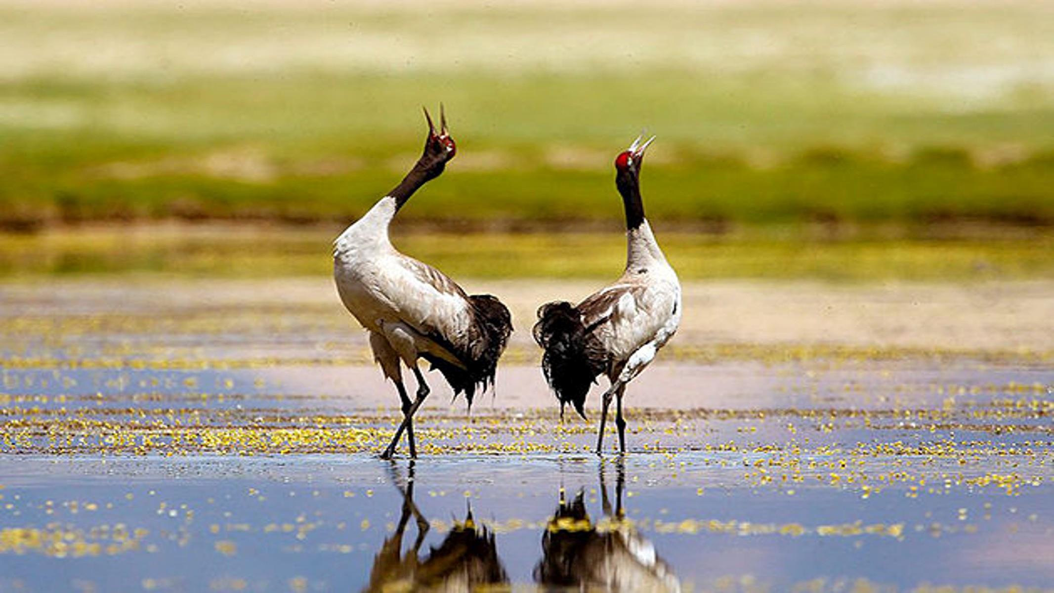 Excursión de observación de aves en Bután