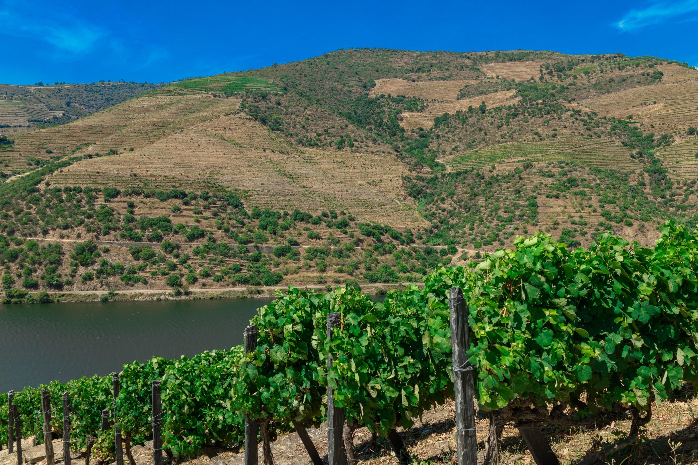 Tour-Duero-Historico-con-Vinos-Crucero-y-Almuerzo-4