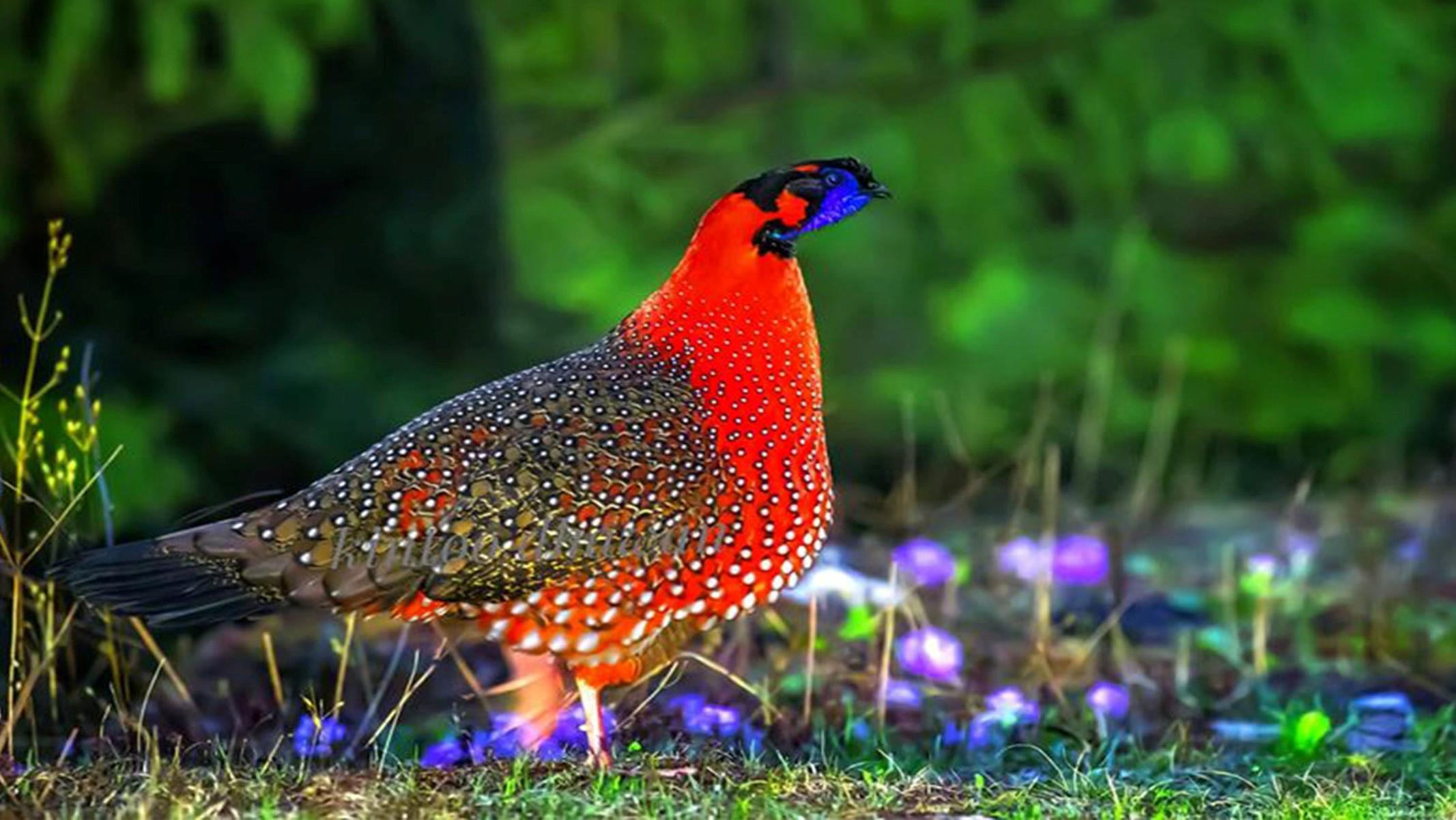 Excursion-de-observacion-de-aves-en-Butan-1