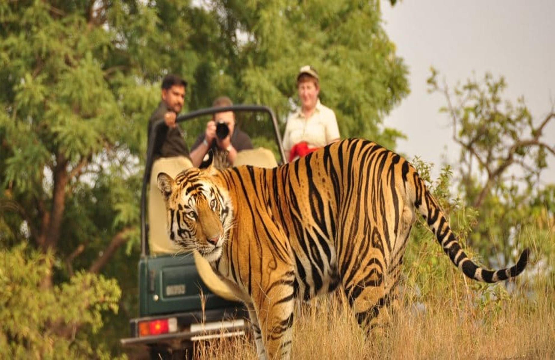 Safari Adventure in Bardia