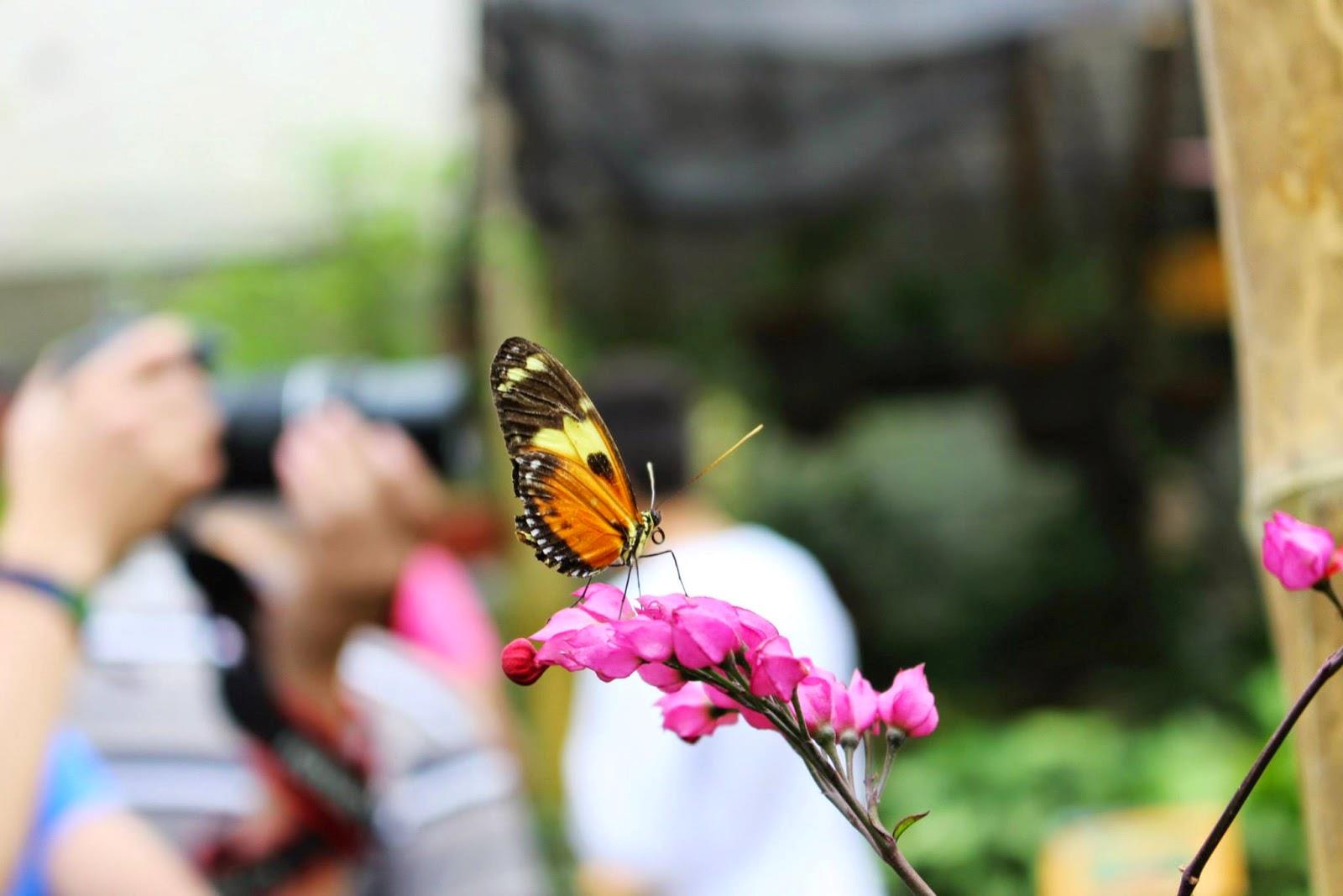 Mindo Tour and its Butterfly Farm