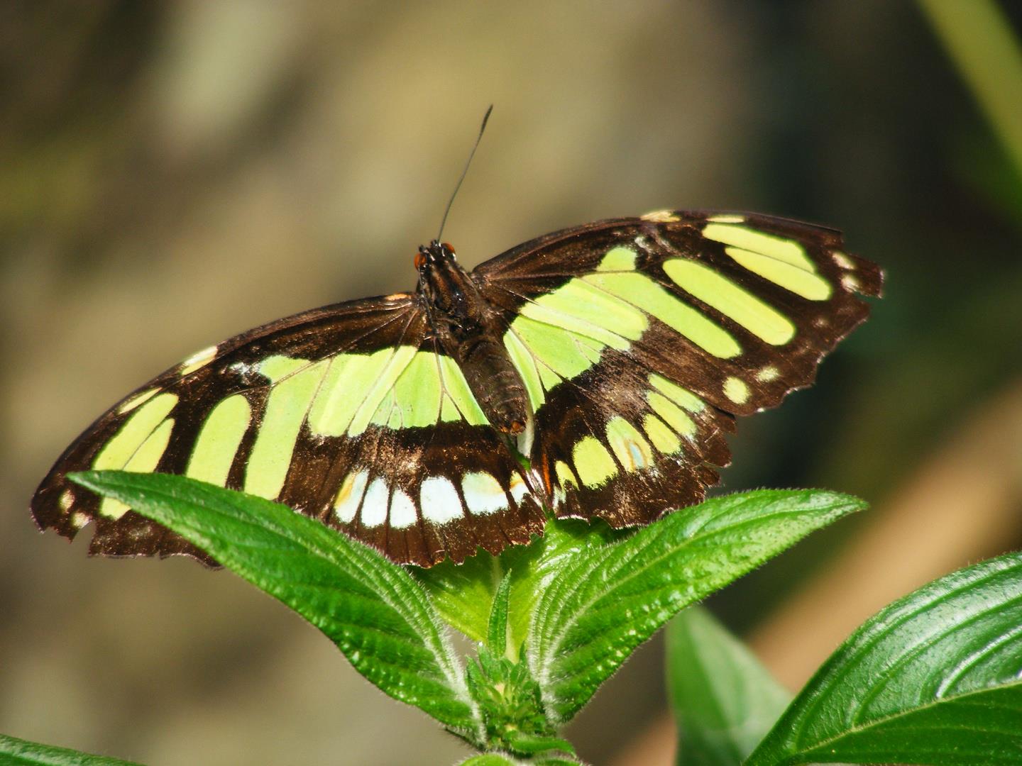 Mindo-Tour-and-its-Butterfly-Farm-3