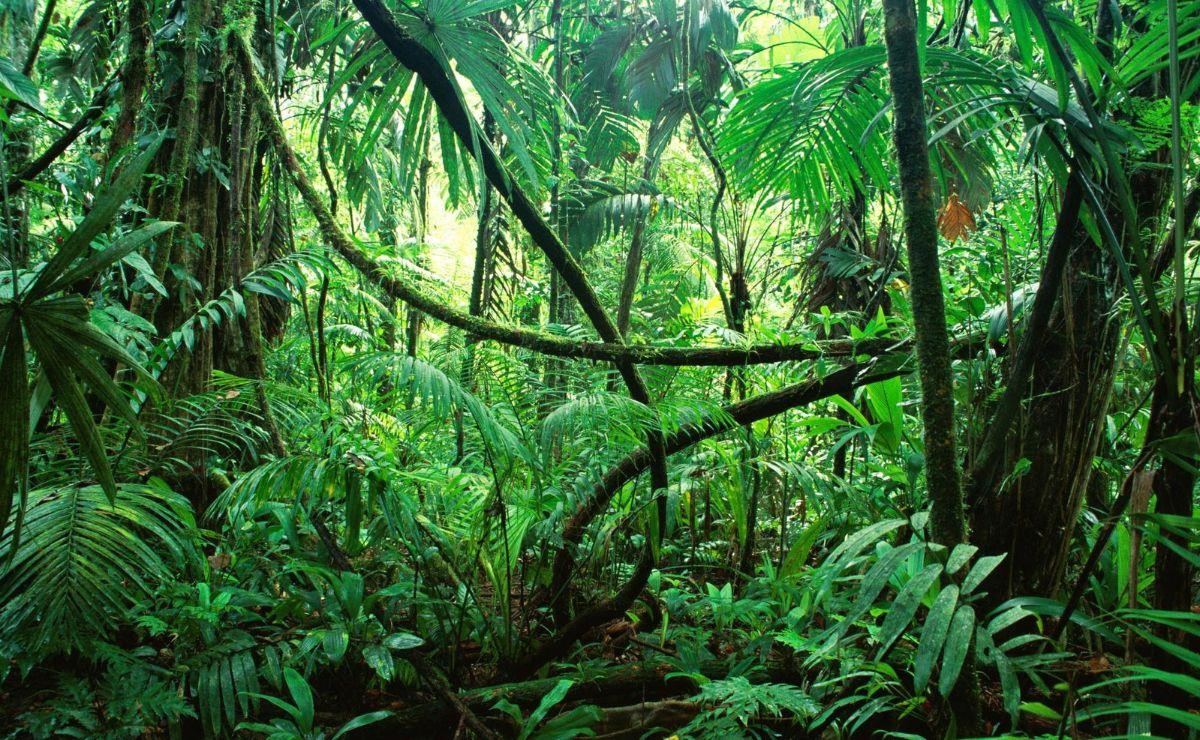 Aventura en la selva amazónica 2 días