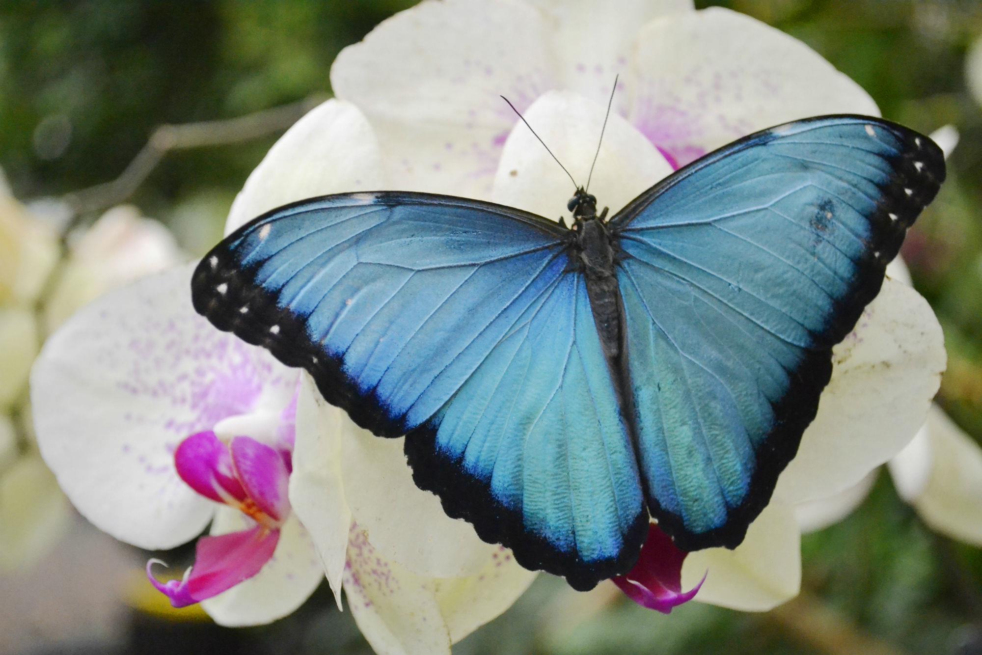 Mindo-Tour-and-its-Butterfly-Farm-6