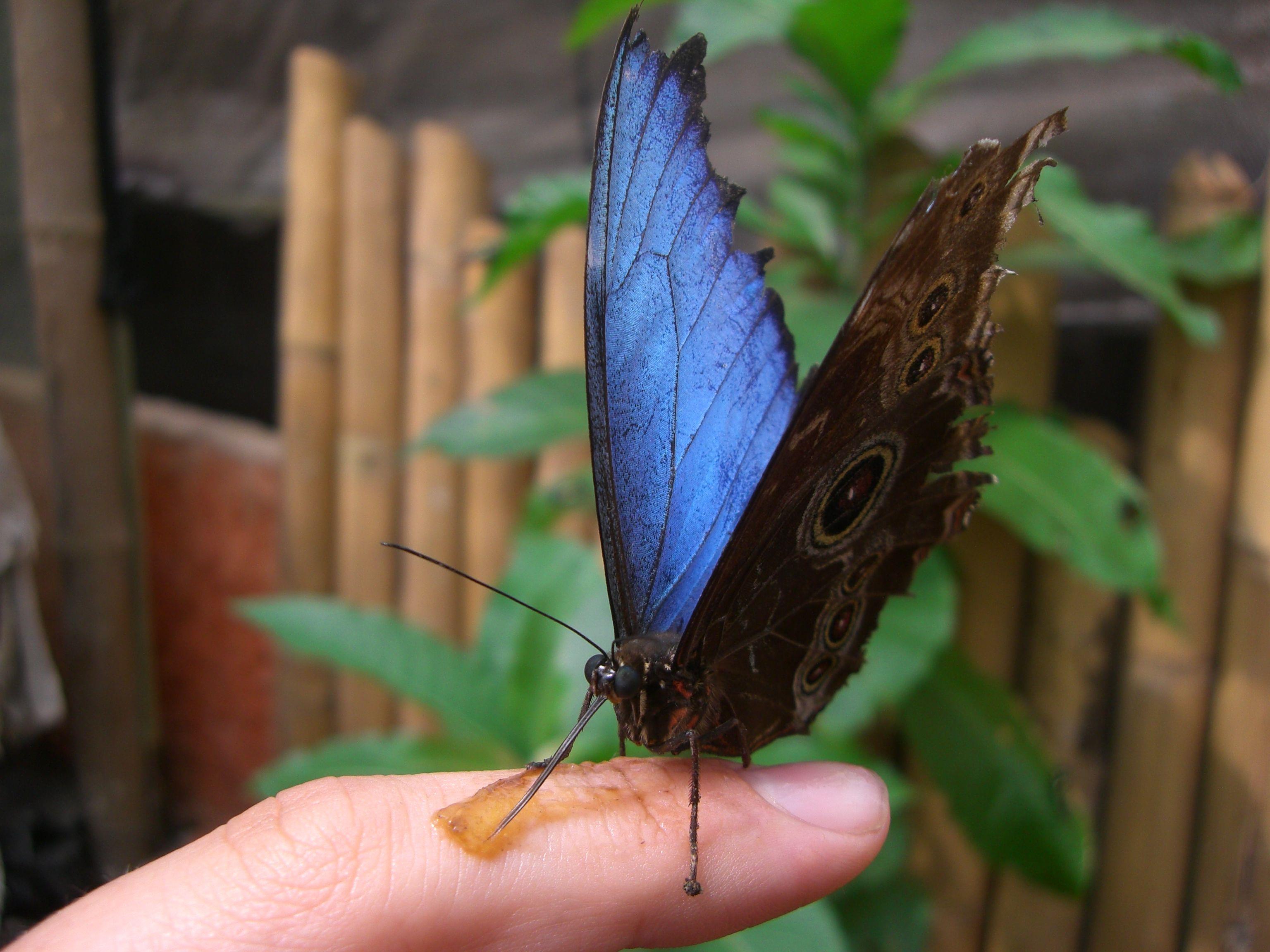 Mindo-Tour-and-its-Butterfly-Farm-1