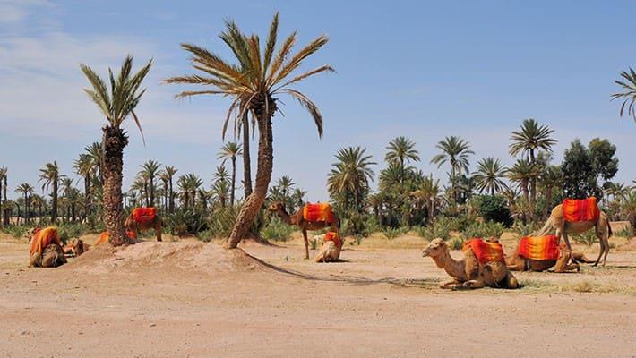 marrakech-buggy-experience-3