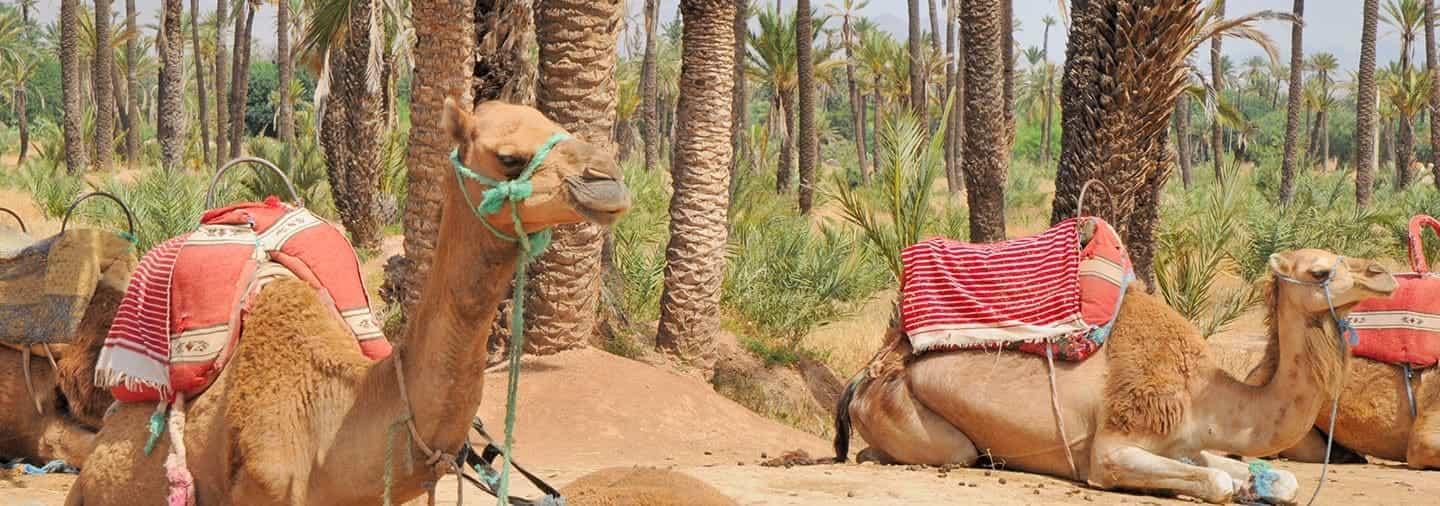 Camel ride in the Palm Grove of Marrakech