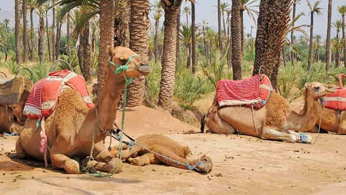 marrakech-buggy-experience-2