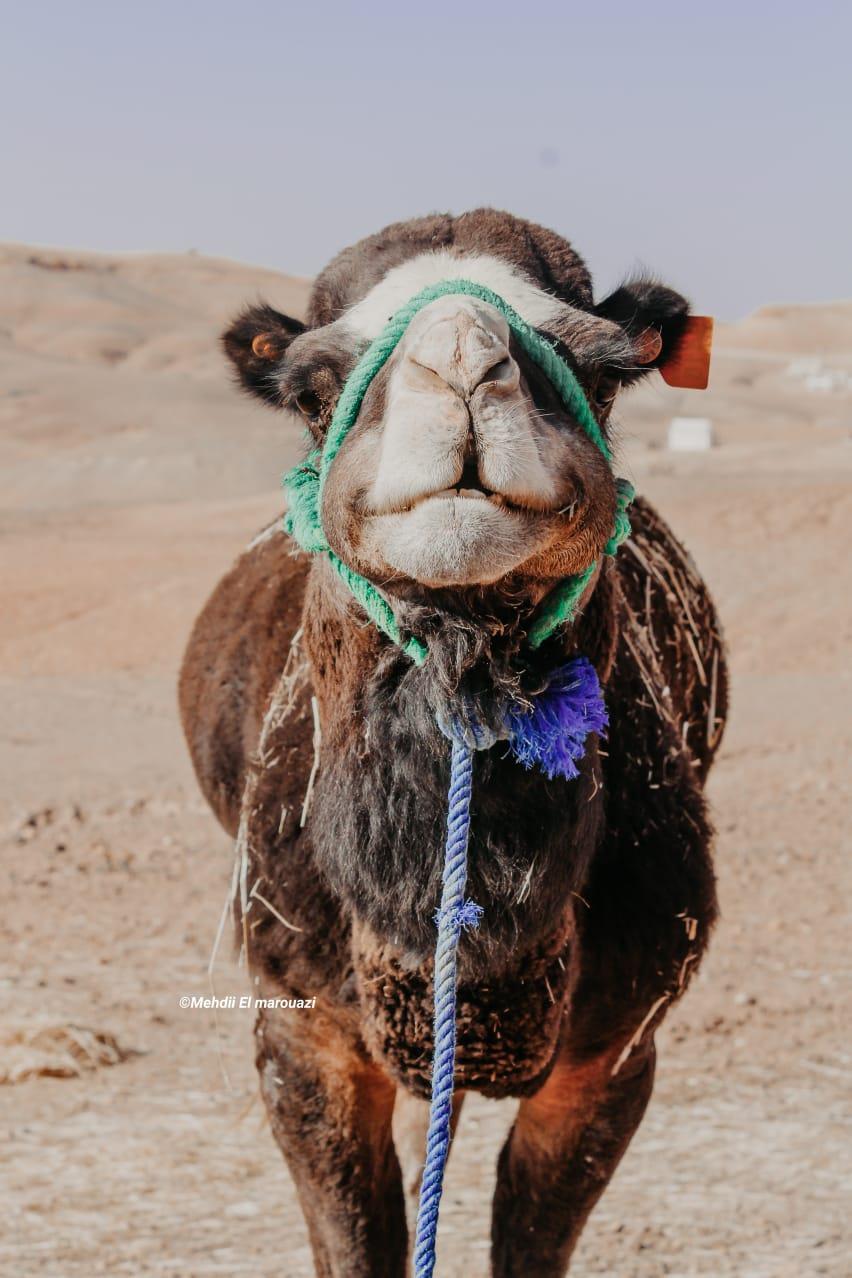 Experiencia-en-Camello-por-el-Desierto-de-Agafay-9