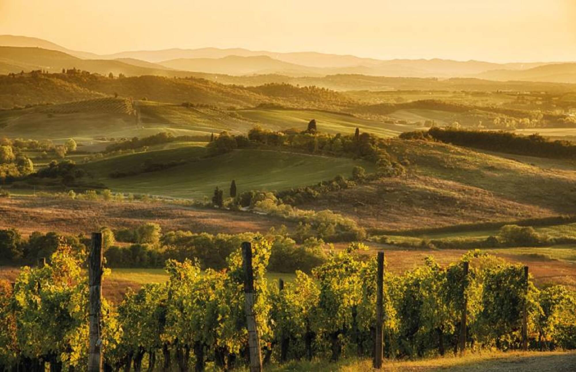 Dinner-in-the-Chianti-Vineyards-from-Siena-5