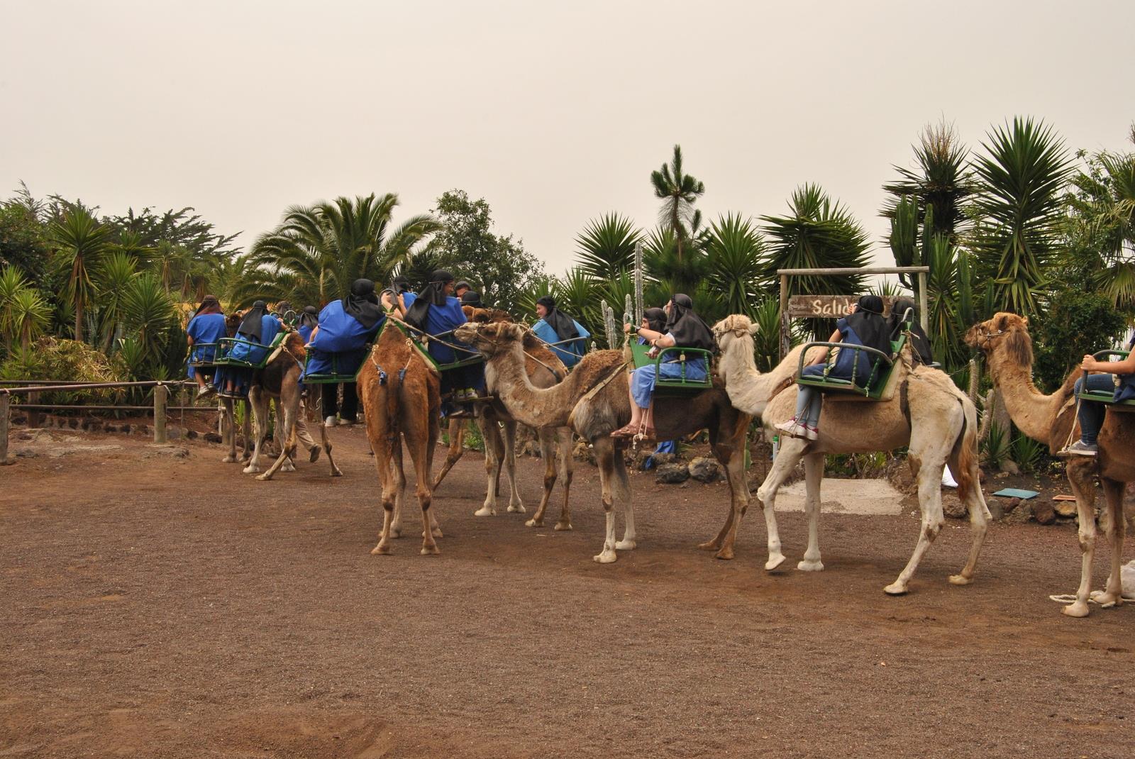 Paseo-a-Camello-por-El-Tanque-3