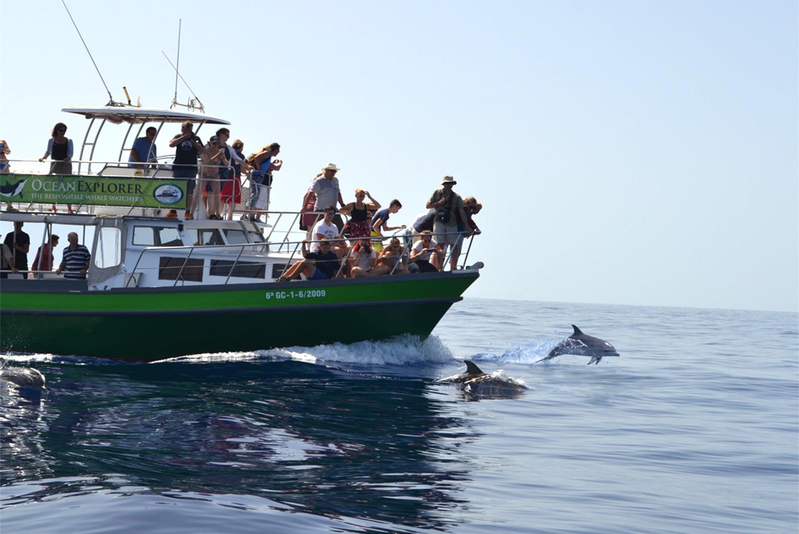 Avistamiento de cetáceos desde Tazacorte