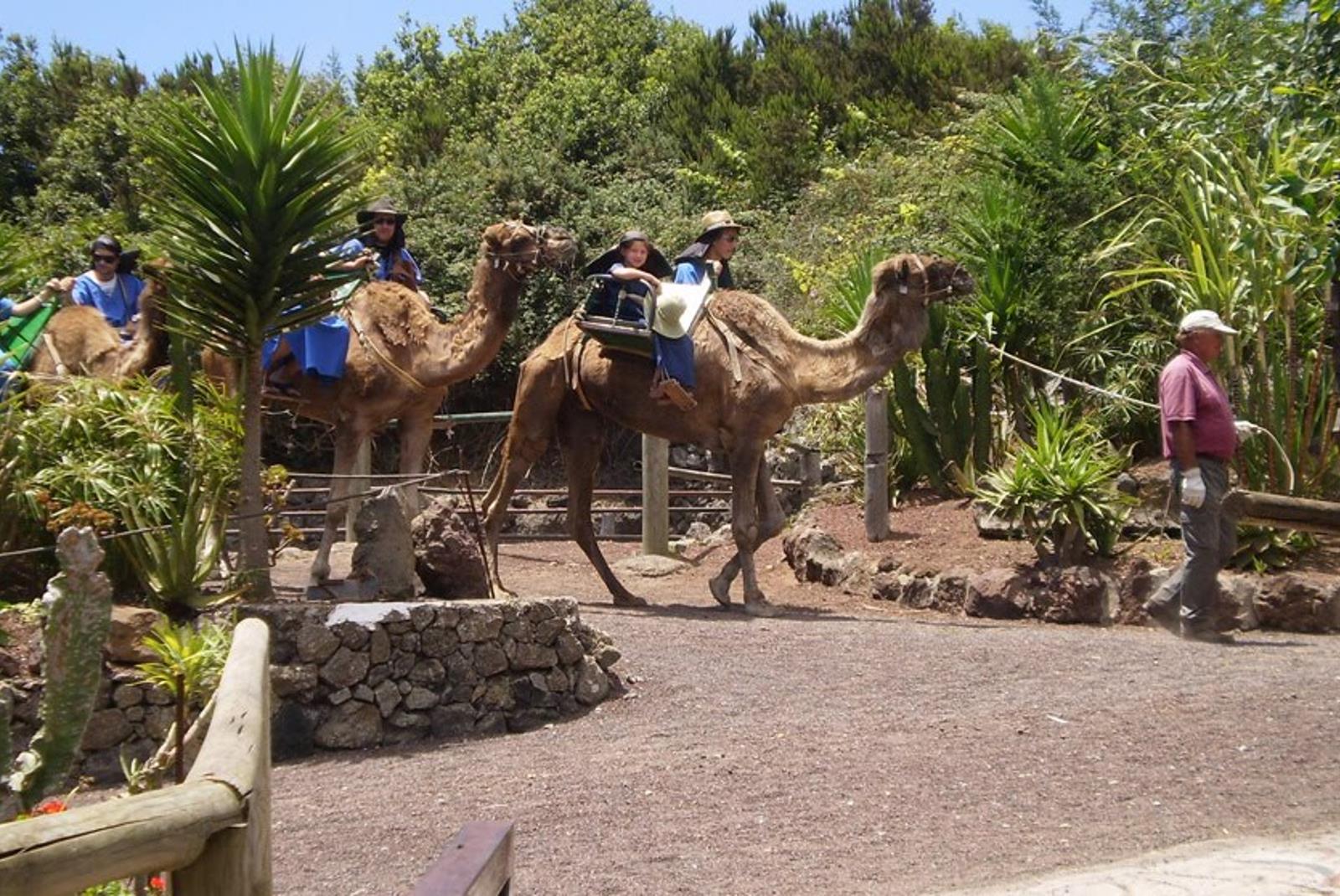 Paseo-a-Camello-por-El-Tanque-5