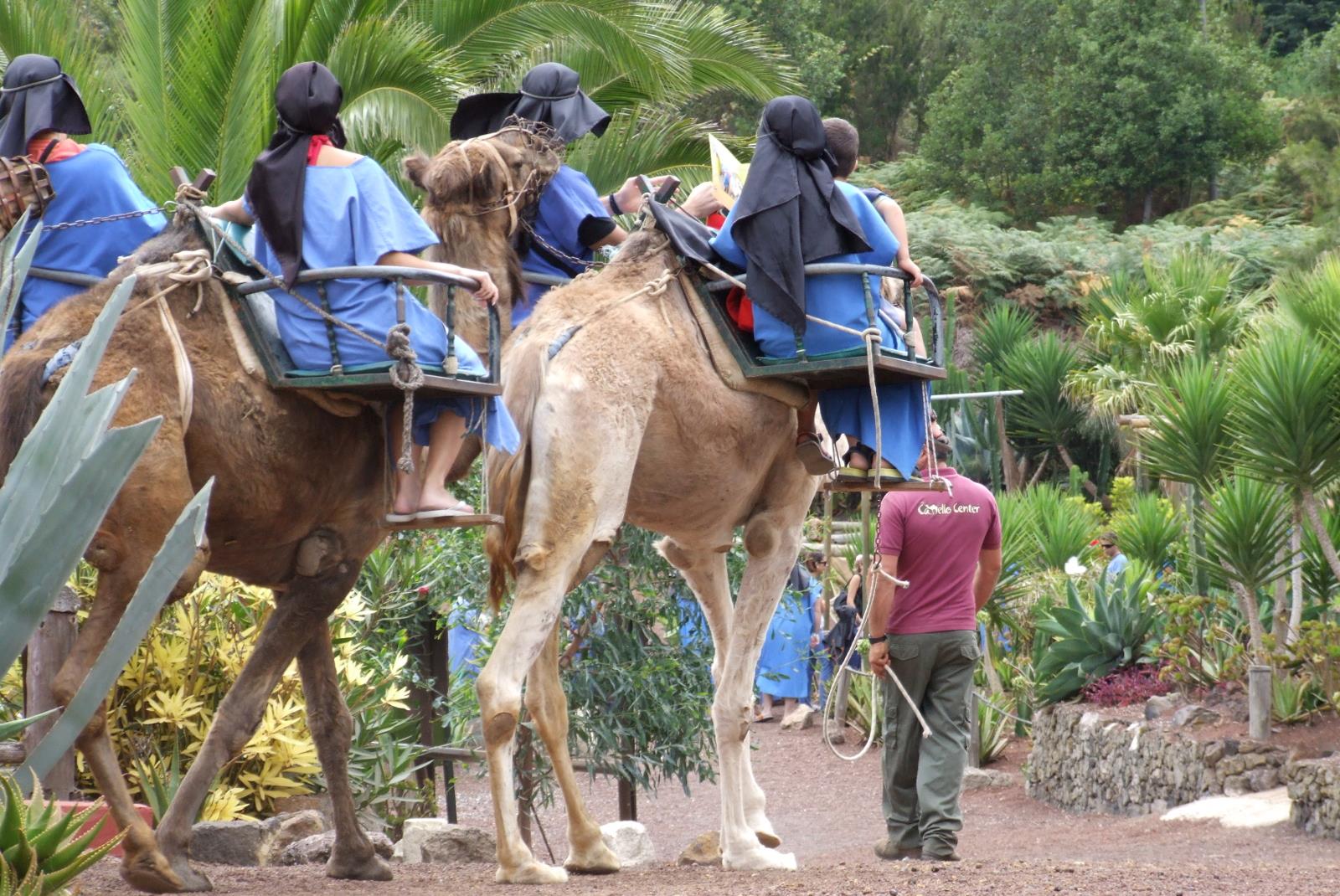 Camel Riding Tour at El Tanque