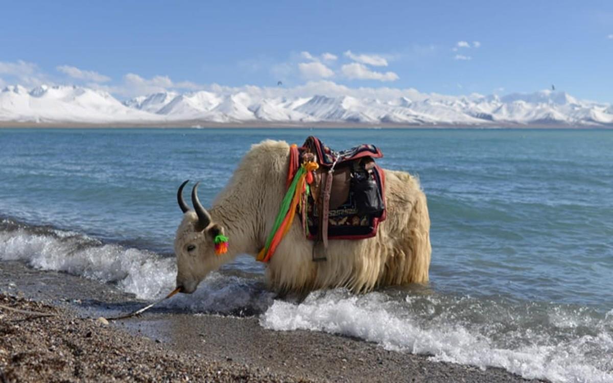  Everest Base Camp with Lake Namtso